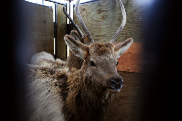 Elk Brucellosis Study